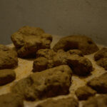 jil_predl_detail